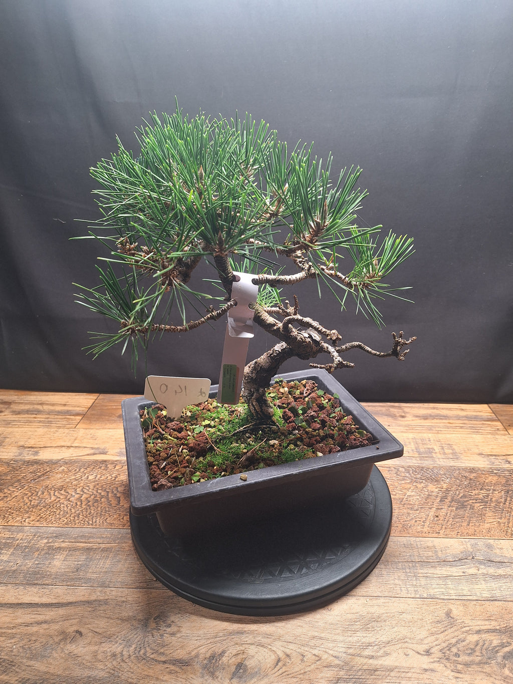 Japanese black pine Bonsai -Pinus Thumbergii Kobotuki #808
