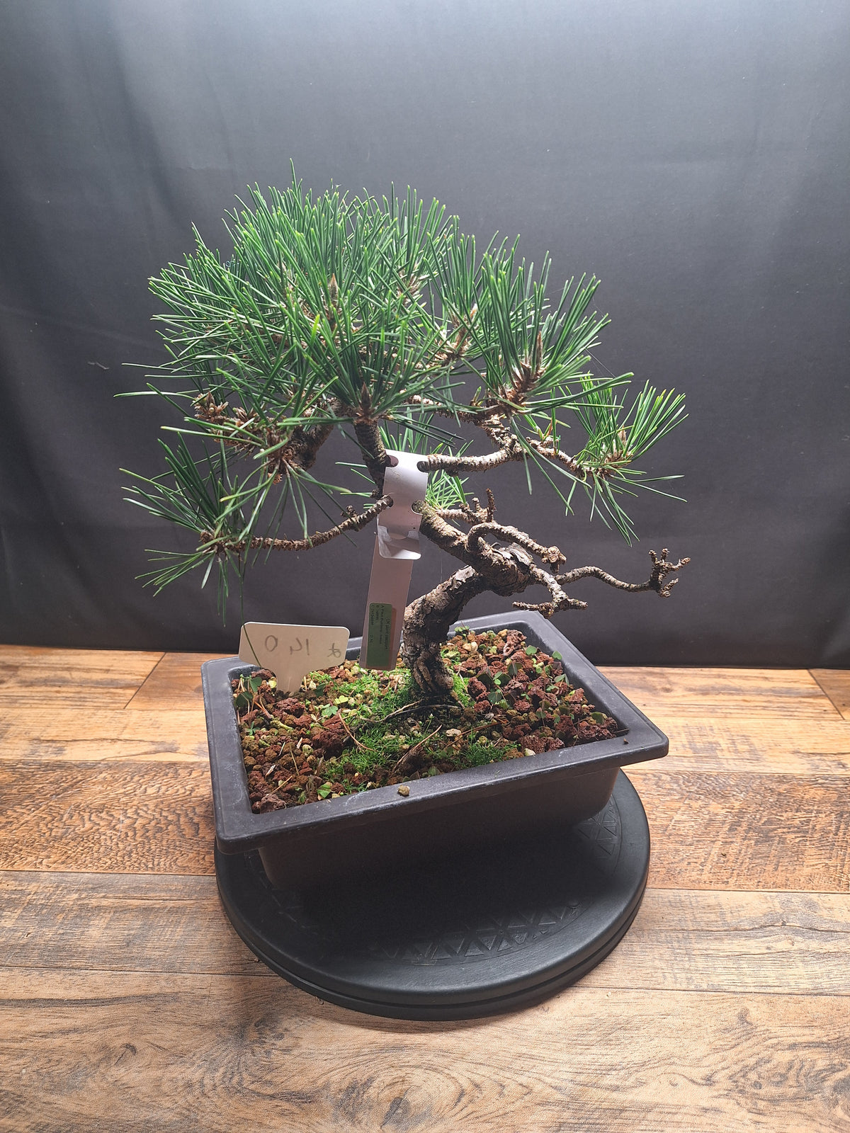 Japanese black pine Bonsai -Pinus Thumbergii Kobotuki #808