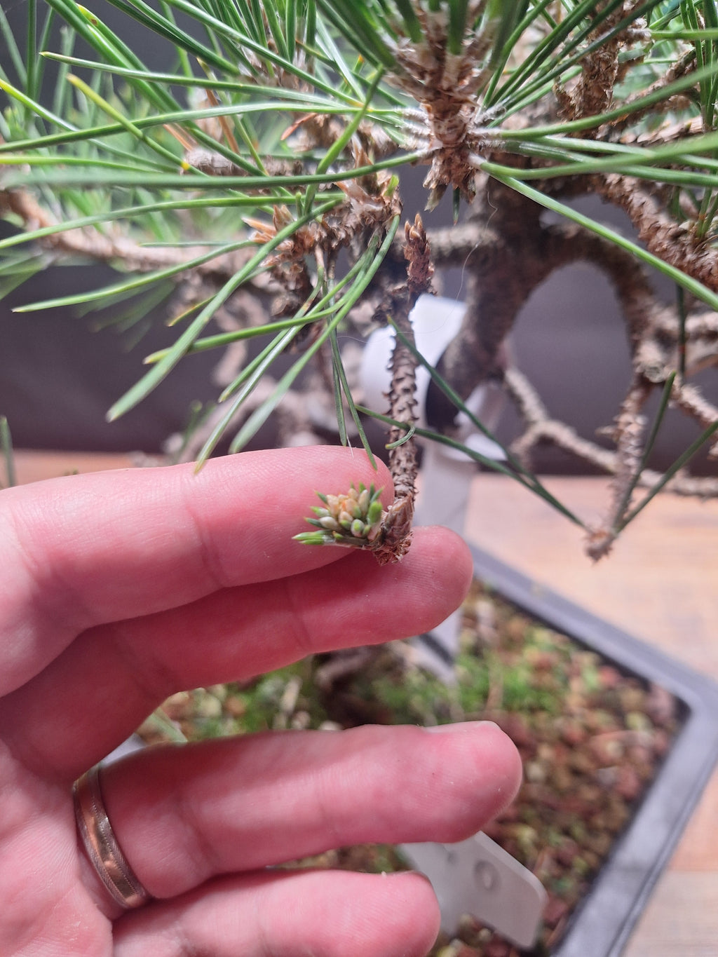 Japanese black pine Bonsai -Pinus Thumbergii Kobotuki #808
