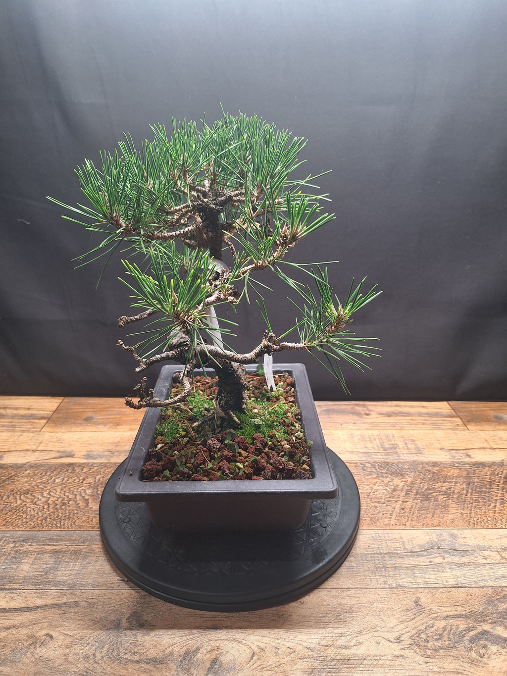 Japanese black pine Bonsai -Pinus Thumbergii Kobotuki #808