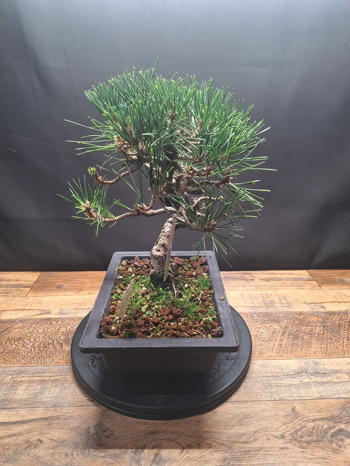 Japanese black pine Bonsai -Pinus Thumbergii Kobotuki #808