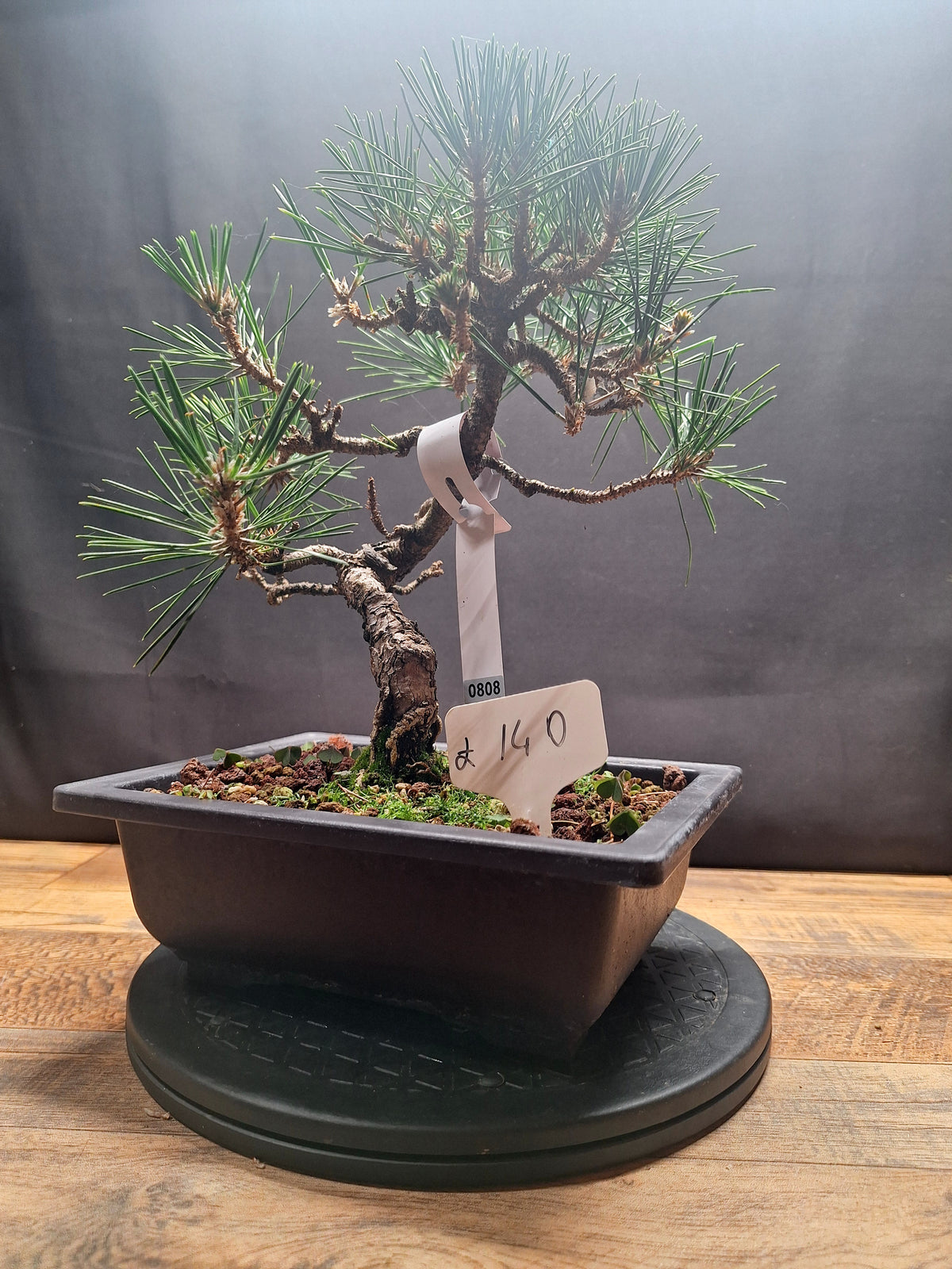 Japanese black pine Bonsai -Pinus Thumbergii Kobotuki #808