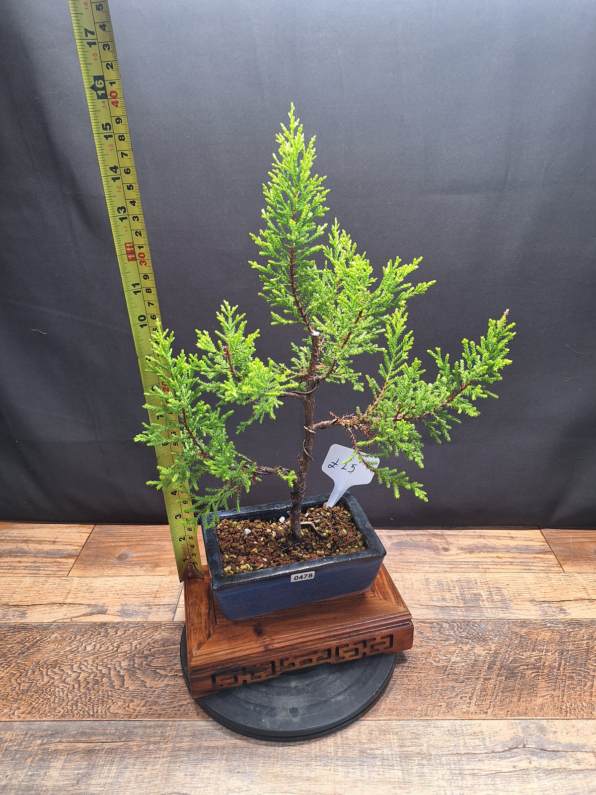 Goldcrest bonsai tree in 15cm pot