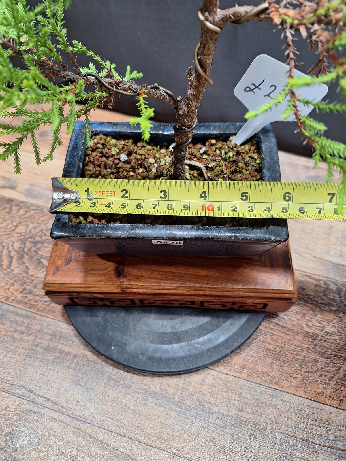 Goldcrest bonsai tree in 15cm pot