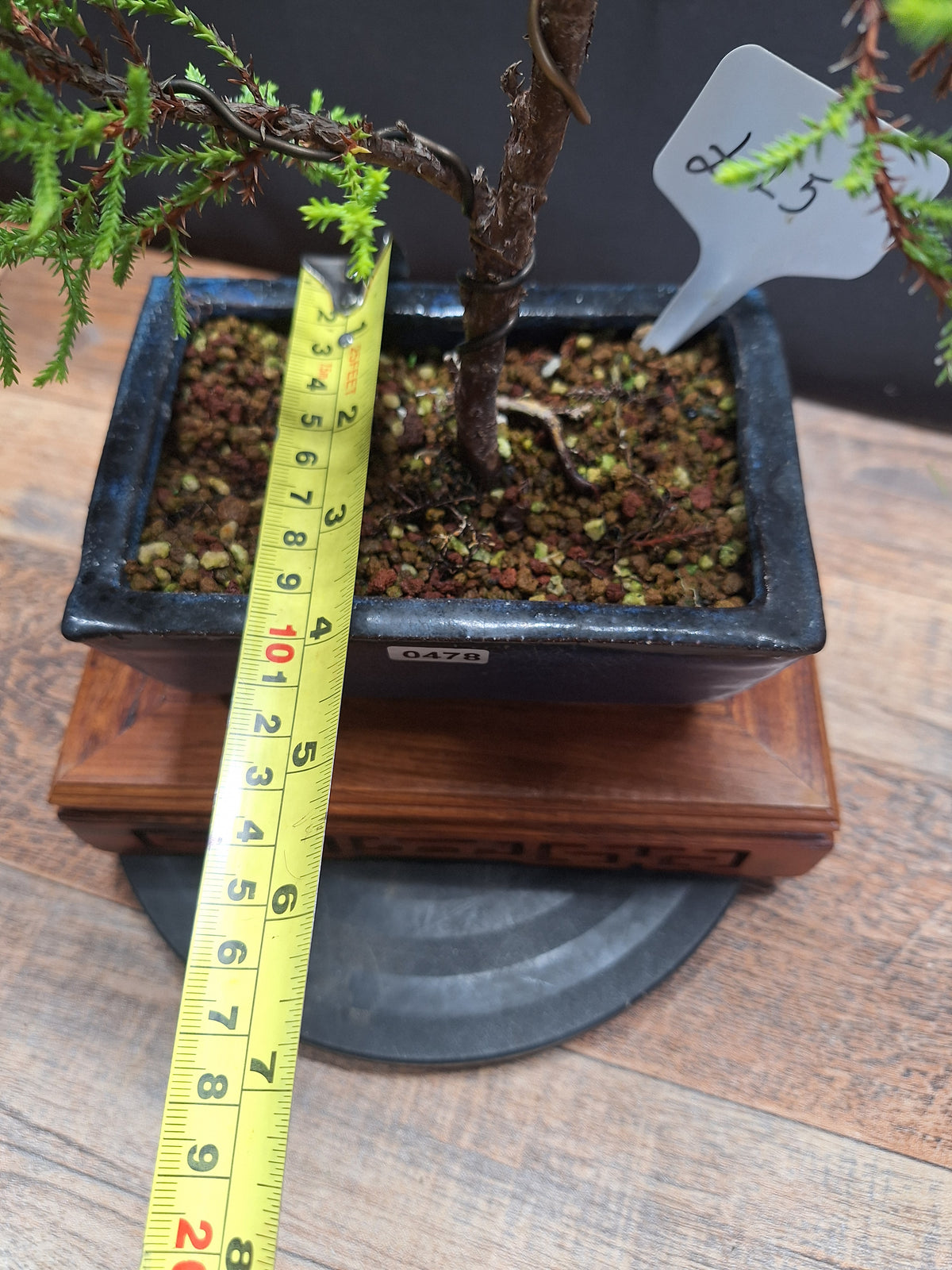 Goldcrest bonsai tree in 15cm pot