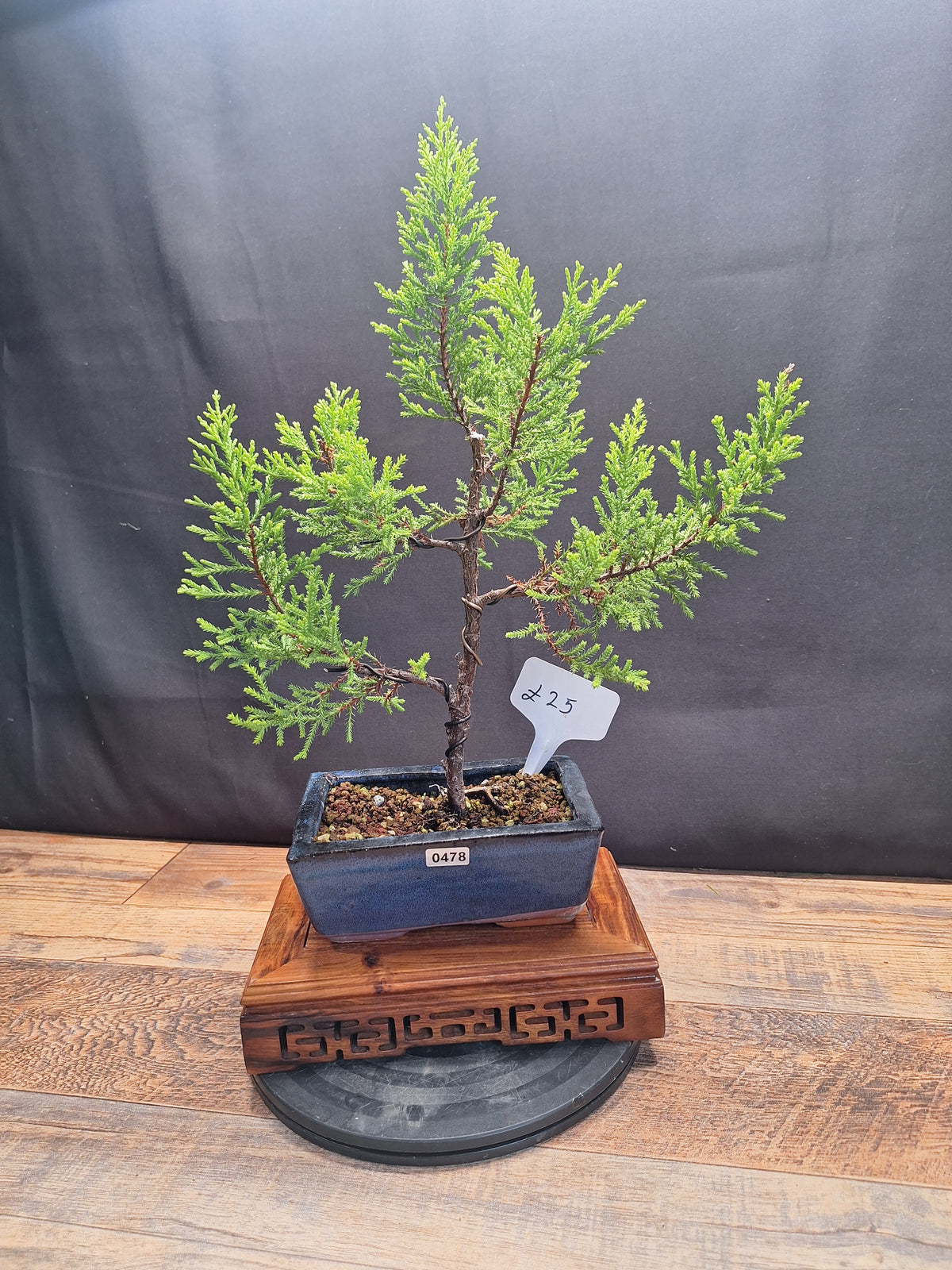 Goldcrest bonsai tree in 15cm pot