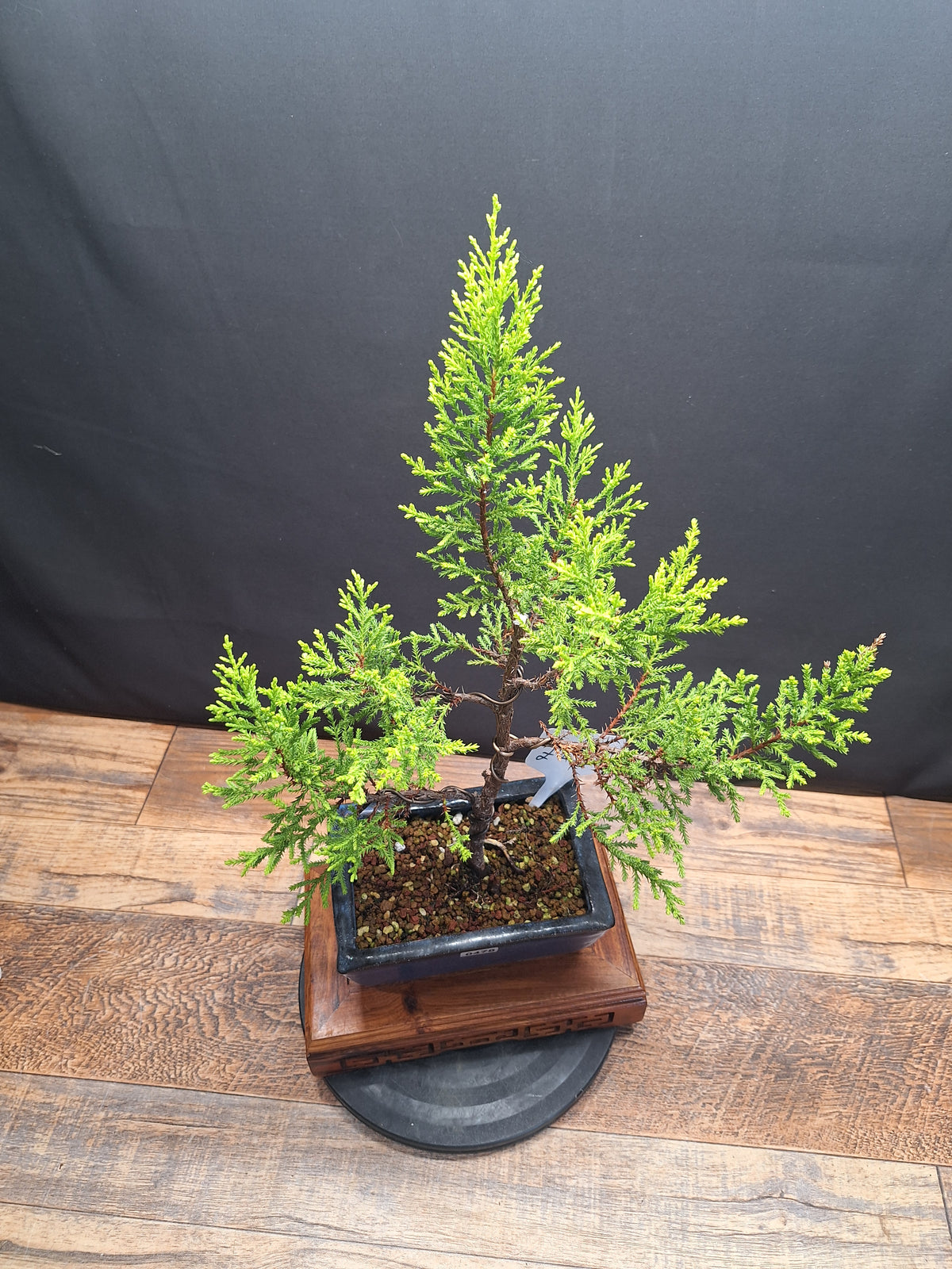 Goldcrest bonsai tree in 15cm pot