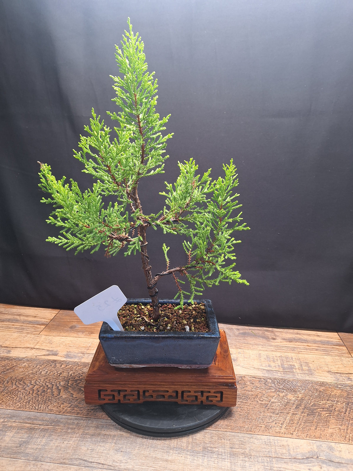 Goldcrest bonsai tree in 15cm pot