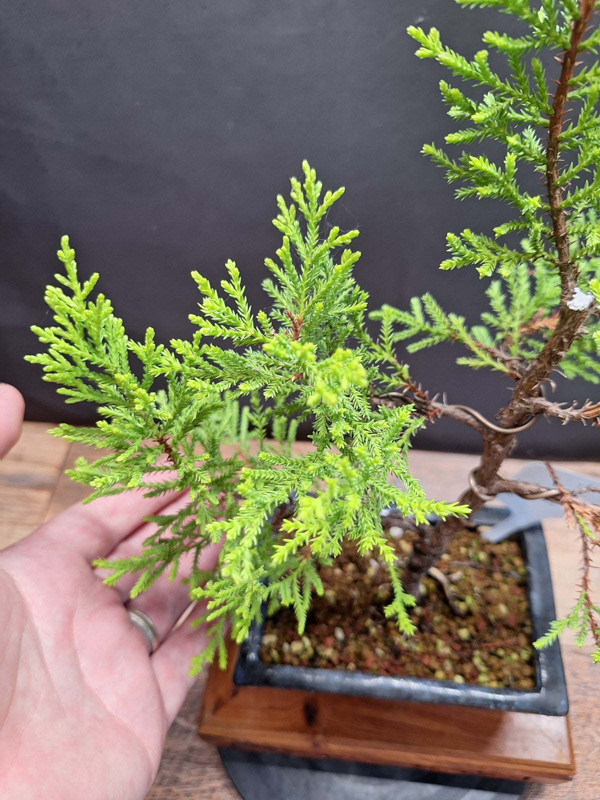 Goldcrest bonsai tree in 15cm pot