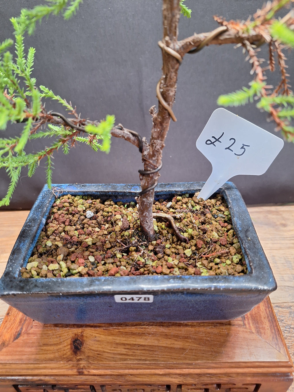 Goldcrest bonsai tree in 15cm pot