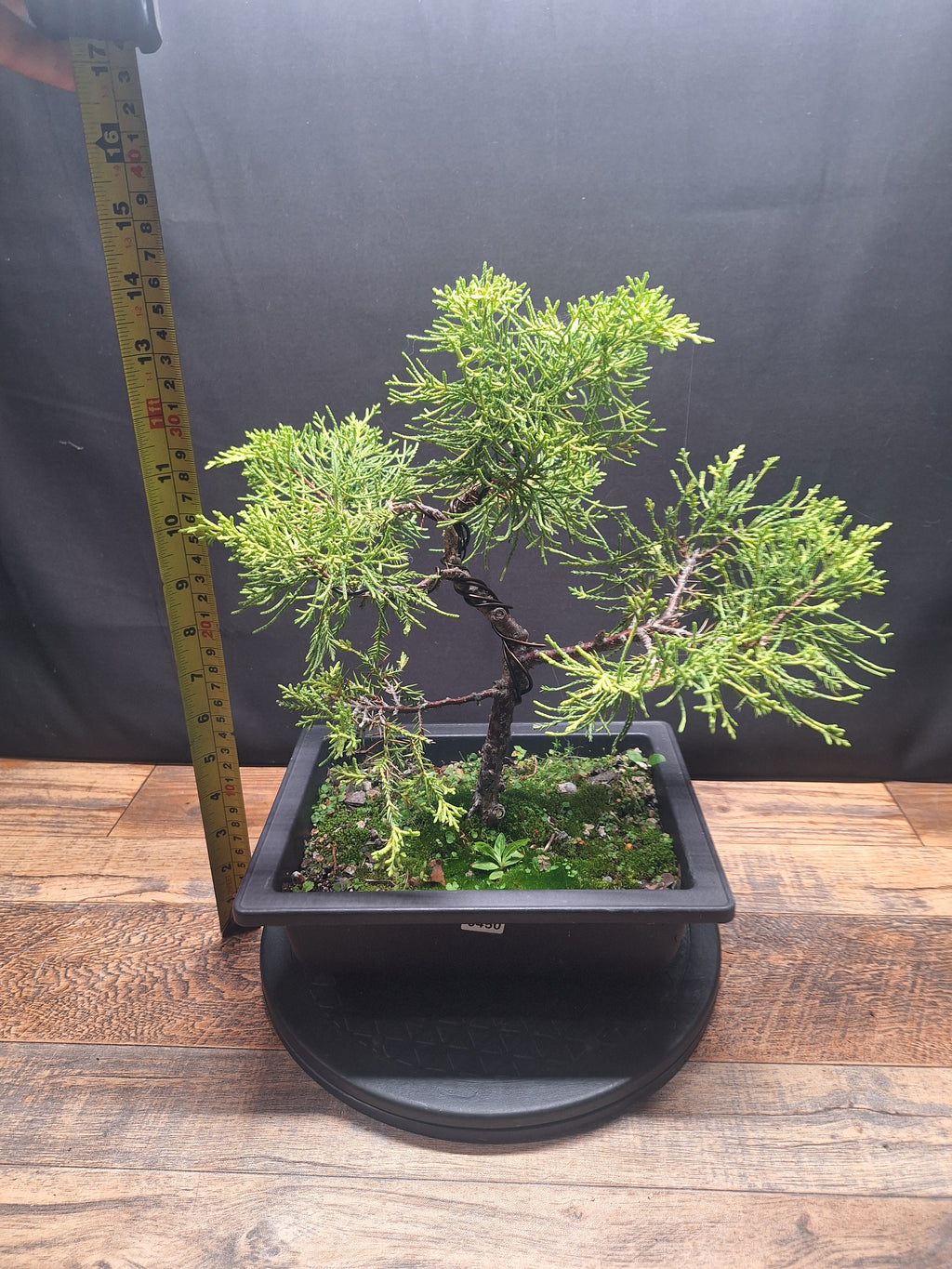 Chinese Juniper Bonsai Tree – Juniperus chinensis – Bonsai in Training