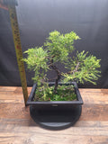 Chinese Juniper Bonsai Tree – Juniperus chinensis – Bonsai in Training