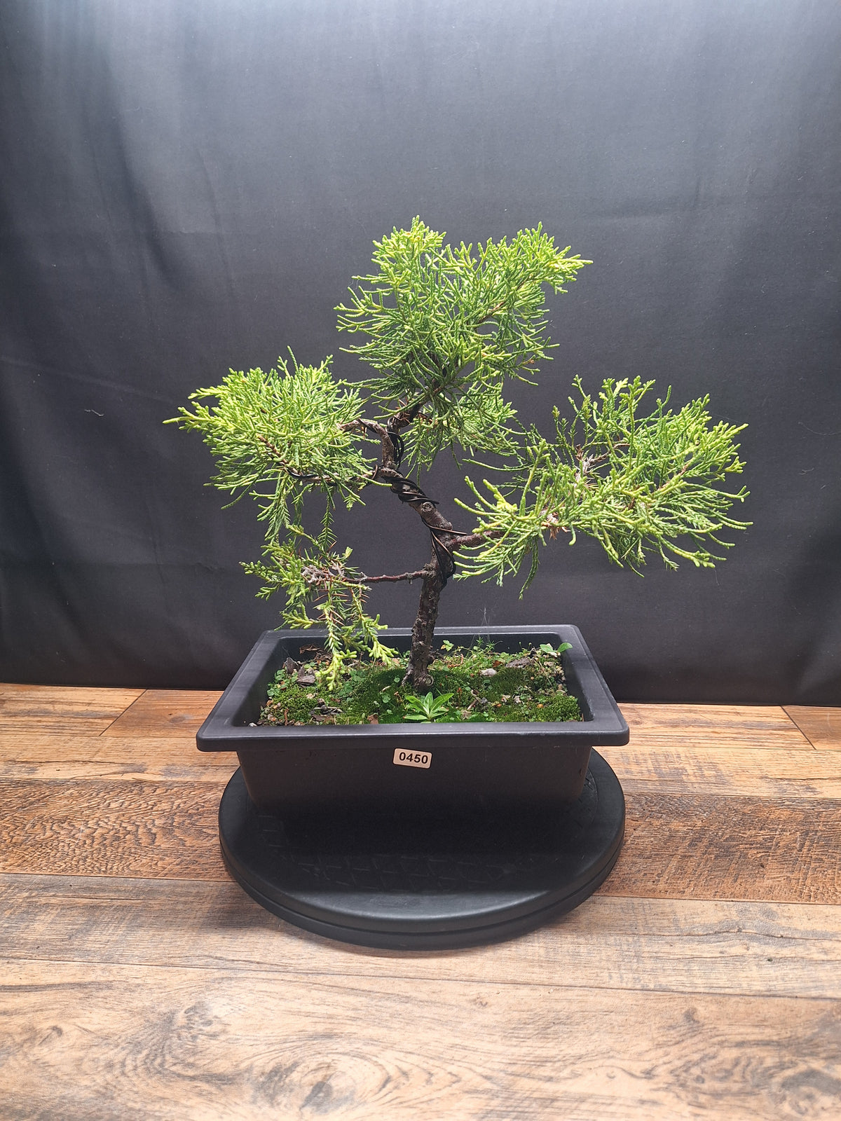 Chinese Juniper Bonsai Tree – Juniperus chinensis – Bonsai in Training