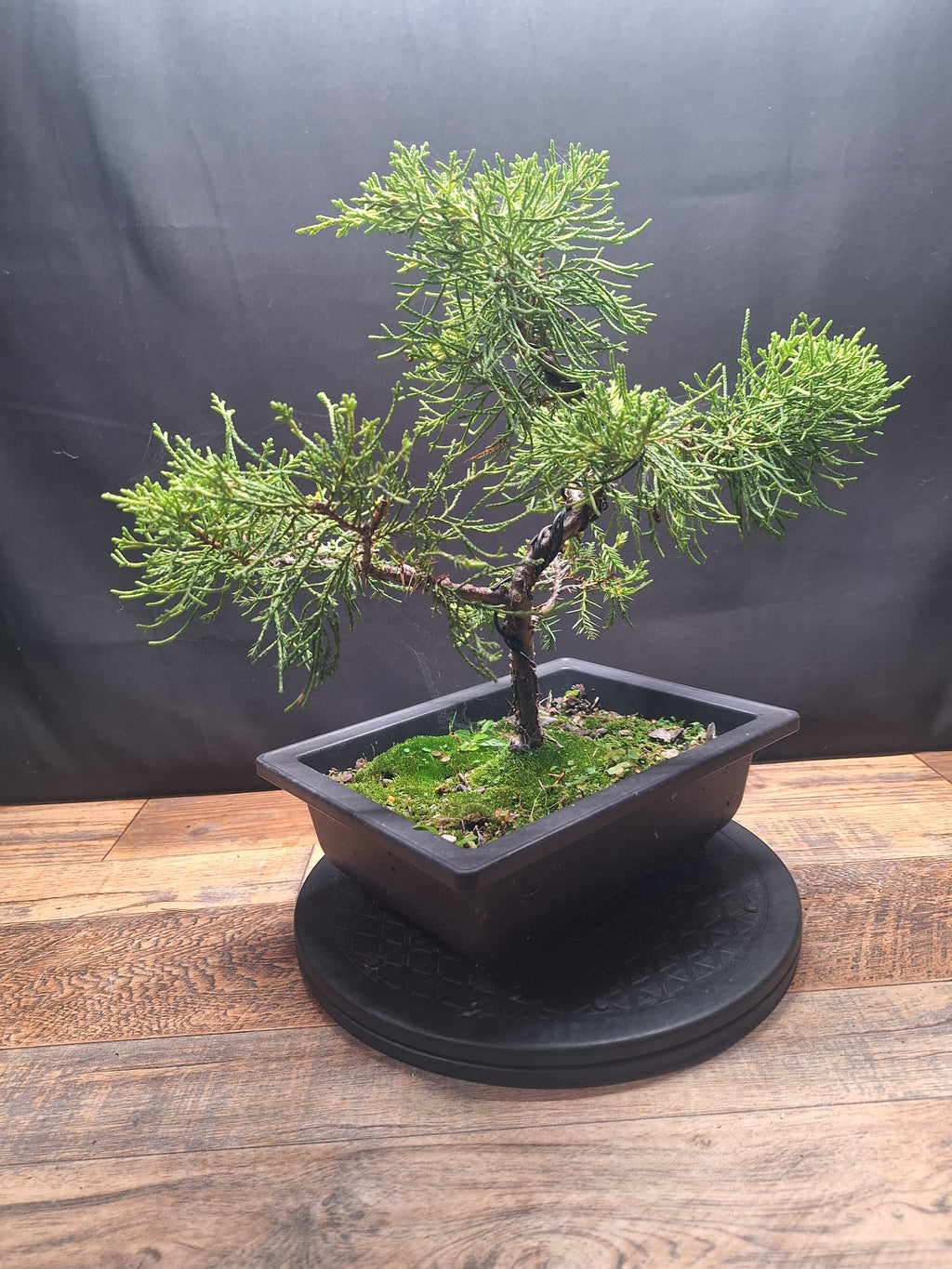 Chinese Juniper Bonsai Tree – Juniperus chinensis – Bonsai in Training