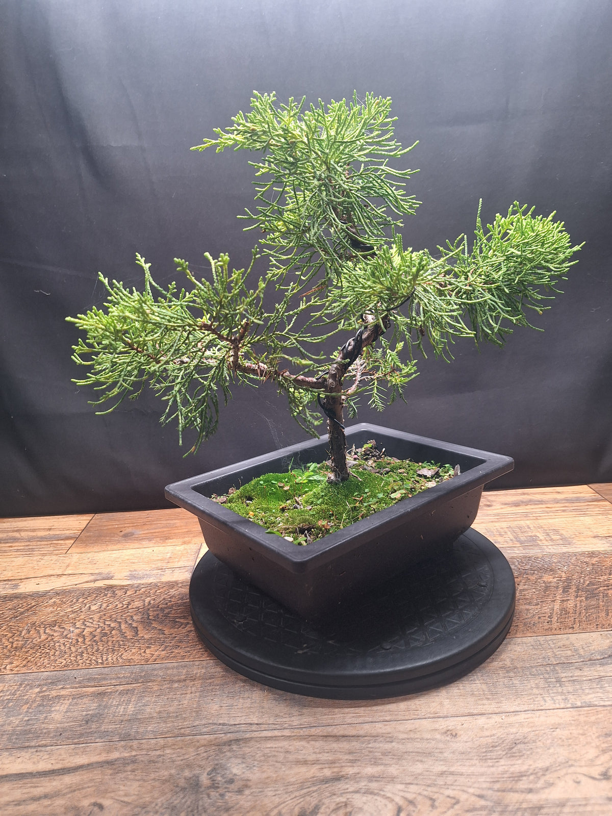Chinese Juniper Bonsai Tree – Juniperus chinensis – Bonsai in Training