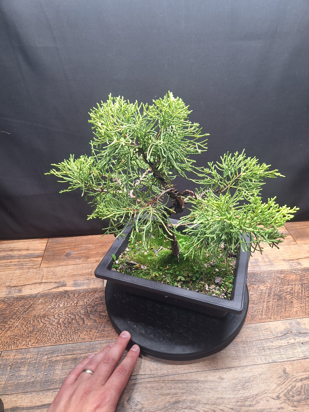 Chinese Juniper Bonsai Tree – Juniperus chinensis – Bonsai in Training