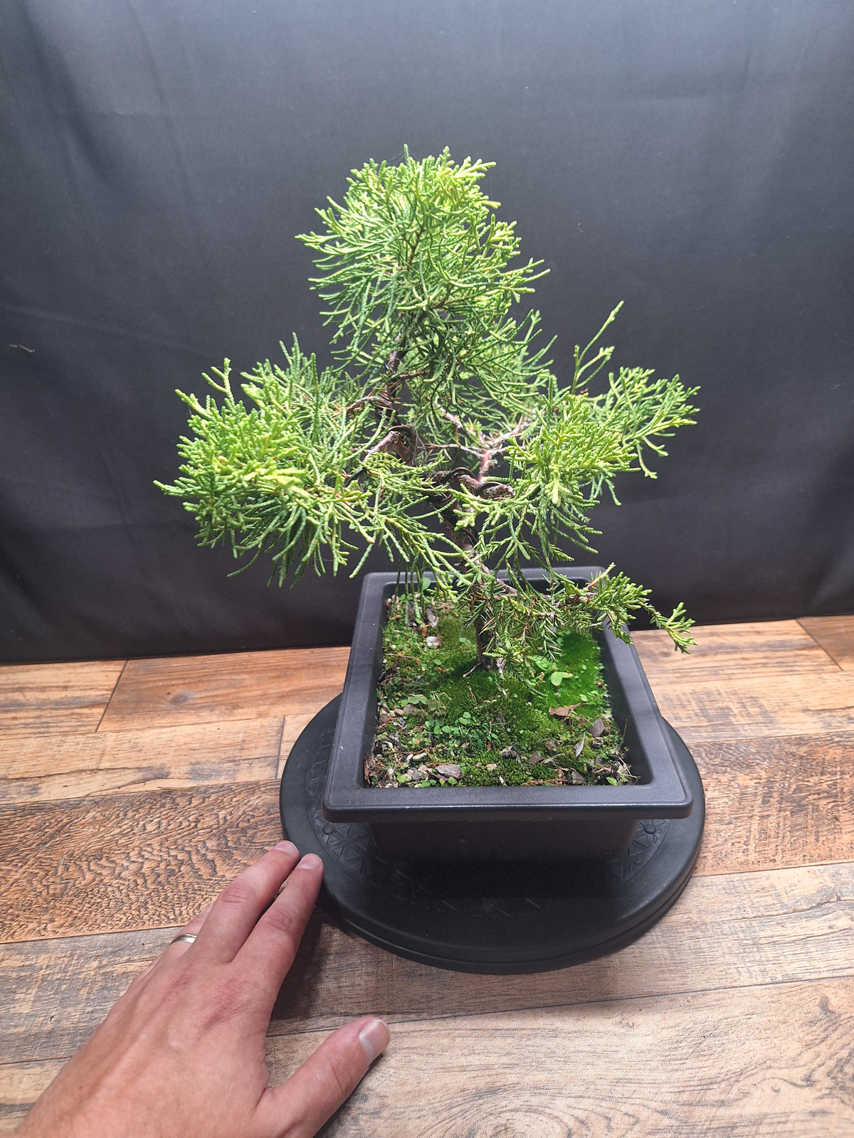 Chinese Juniper Bonsai Tree – Juniperus chinensis – Bonsai in Training