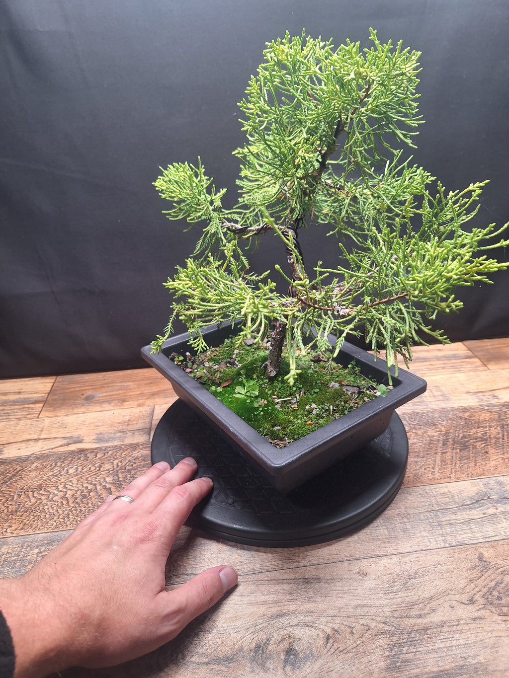 Chinese Juniper Bonsai Tree – Juniperus chinensis – Bonsai in Training