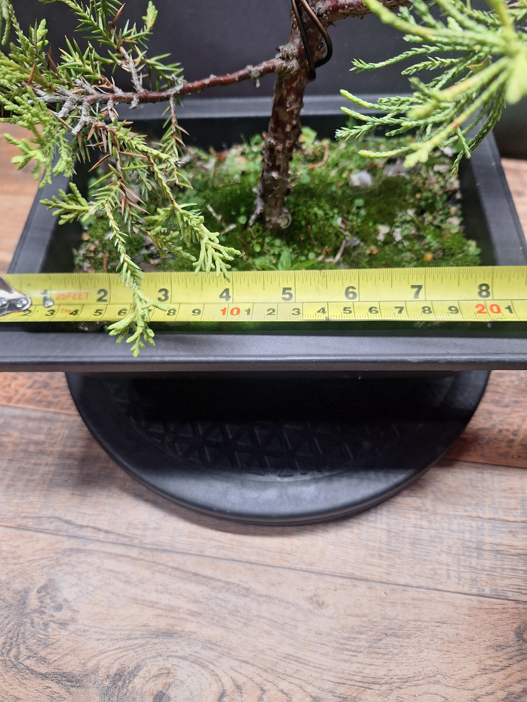 Chinese Juniper Bonsai Tree – Juniperus chinensis – Bonsai in Training