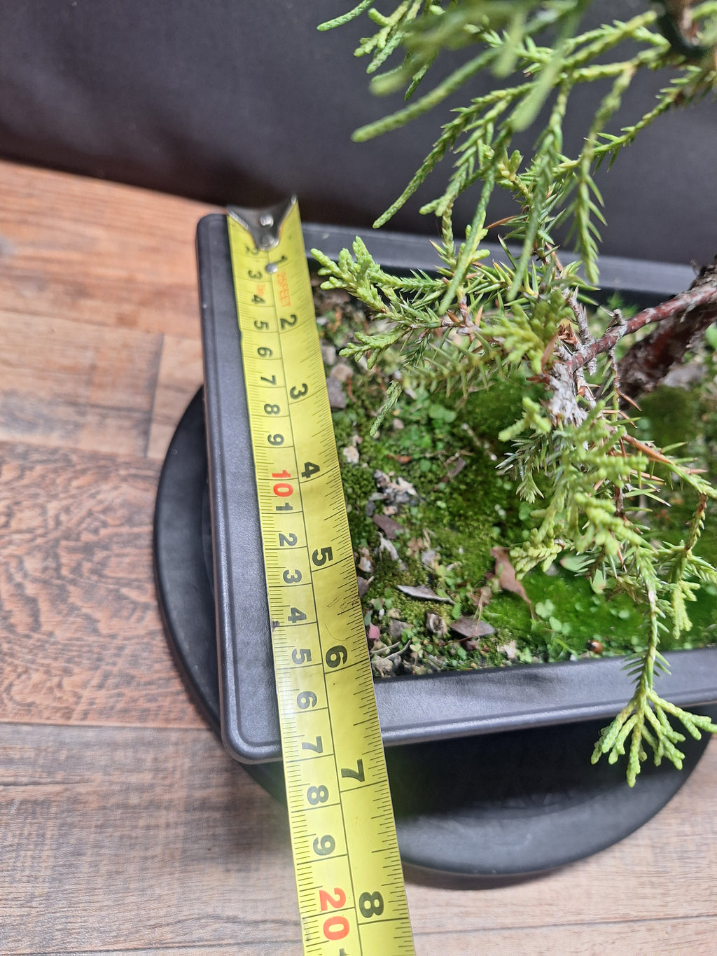 Chinese Juniper Bonsai Tree – Juniperus chinensis – Bonsai in Training