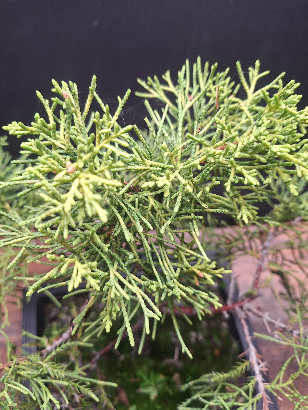 Chinese Juniper Bonsai Tree – Juniperus chinensis – Bonsai in Training