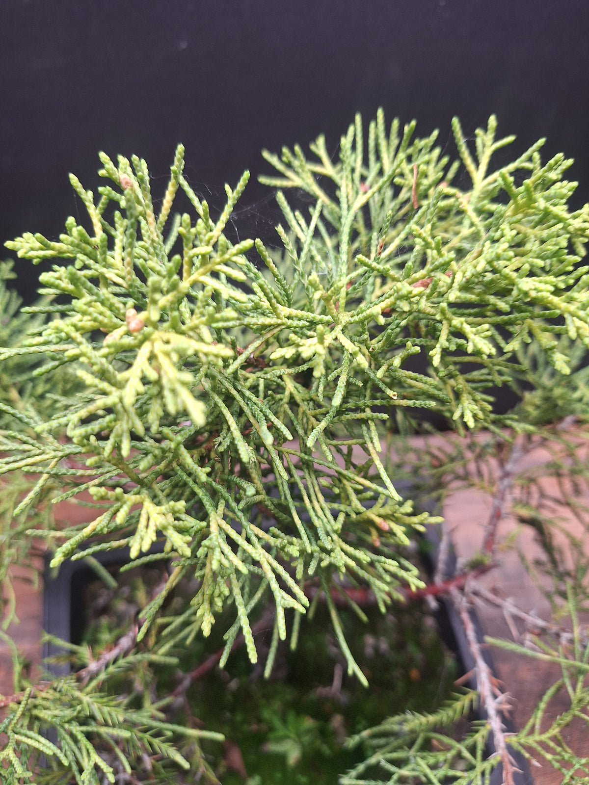 Chinese Juniper Bonsai Tree – Juniperus chinensis – Bonsai in Training