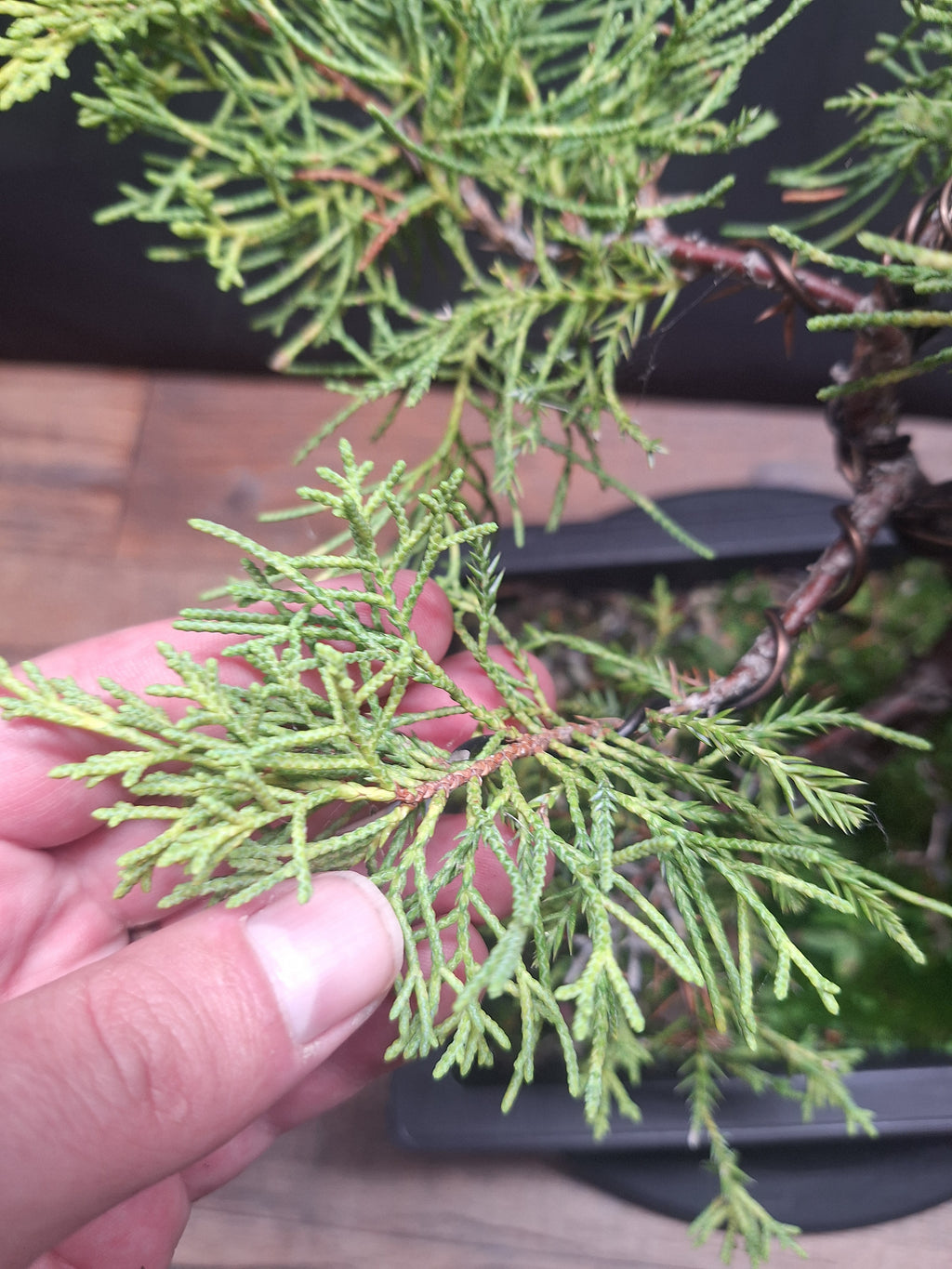 Chinese Juniper Bonsai Tree – Juniperus chinensis – Bonsai in Training