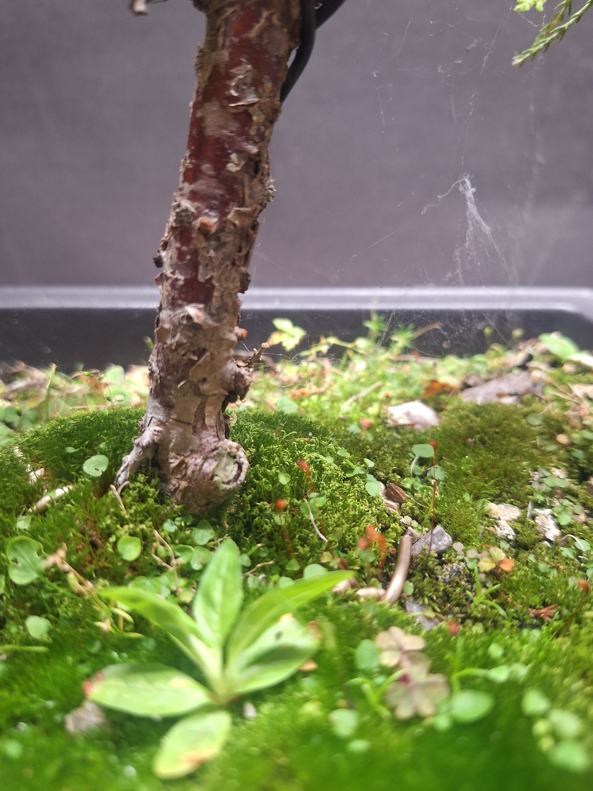 Chinese Juniper Bonsai Tree – Juniperus chinensis – Bonsai in Training
