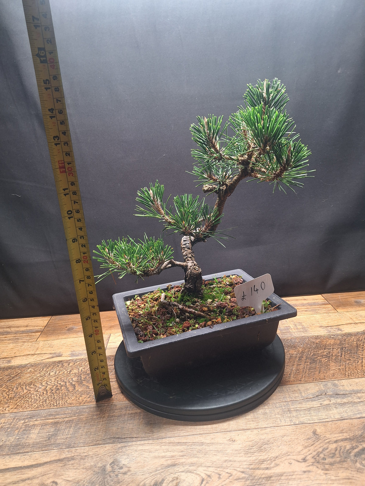 Japanese black pine Bonsai -Pinus Thumbergii Kobotuki #440