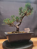 Japanese black pine Bonsai -Pinus Thumbergii Kobotuki #440