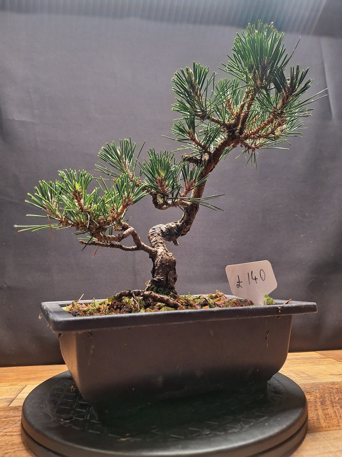 Japanese black pine Bonsai -Pinus Thumbergii Kobotuki #440