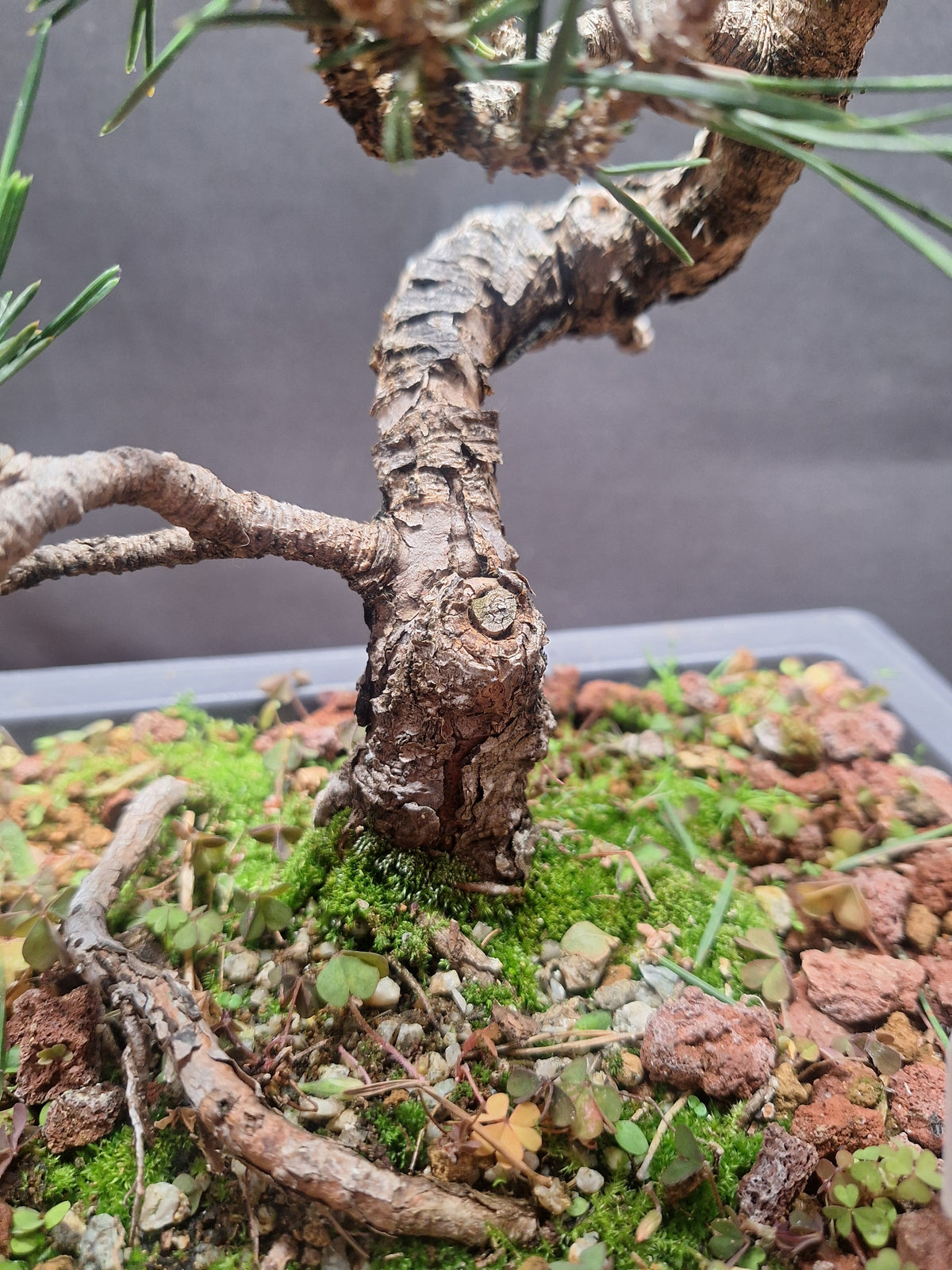 Japanese black pine Bonsai -Pinus Thumbergii Kobotuki #440