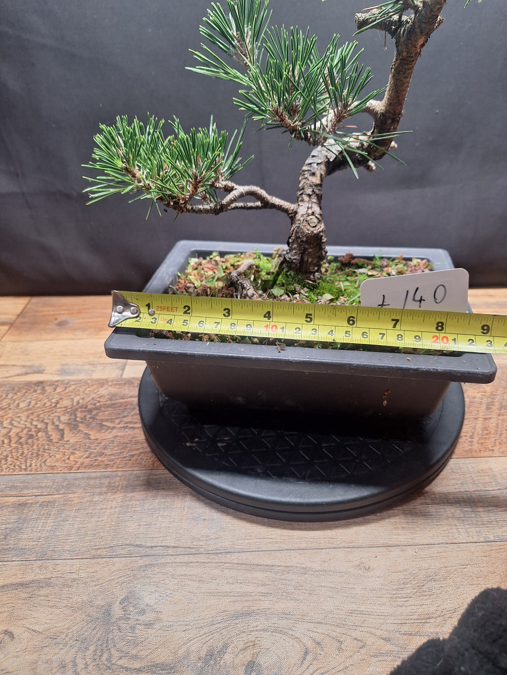 Japanese black pine Bonsai -Pinus Thumbergii Kobotuki #440