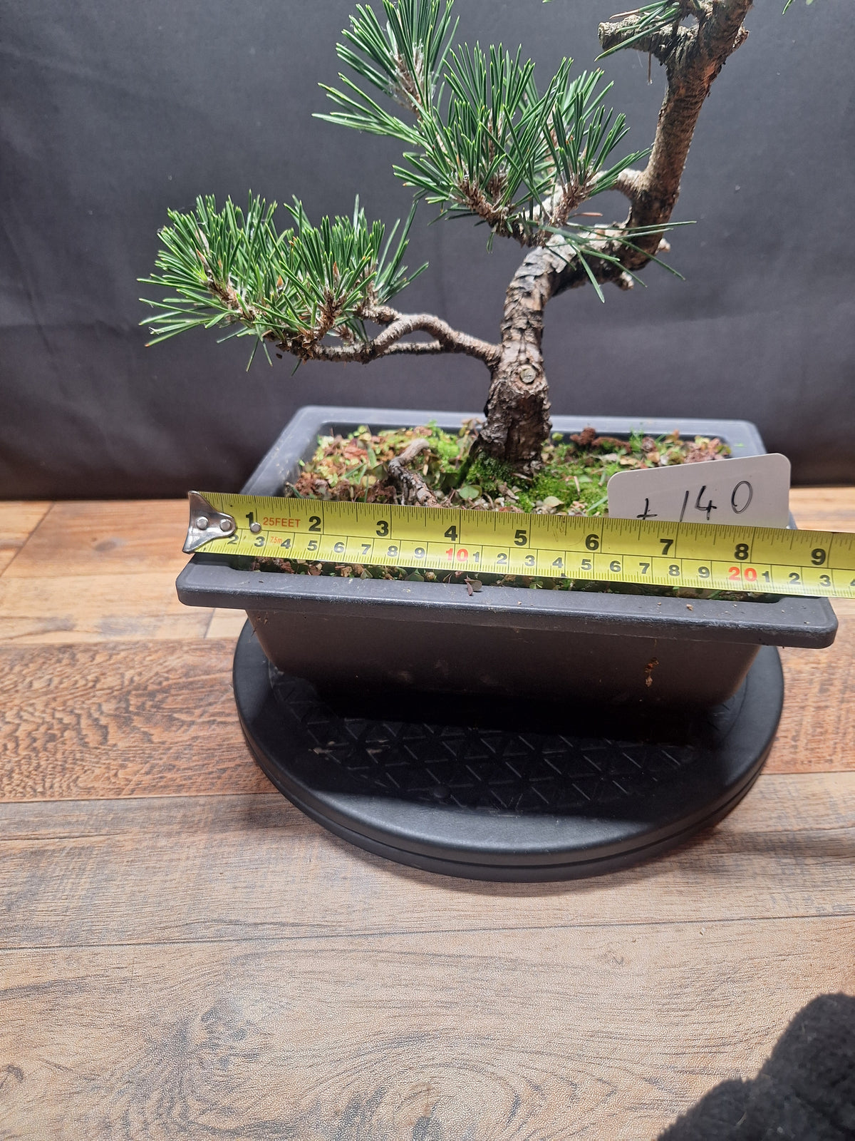 Japanese black pine Bonsai -Pinus Thumbergii Kobotuki #440