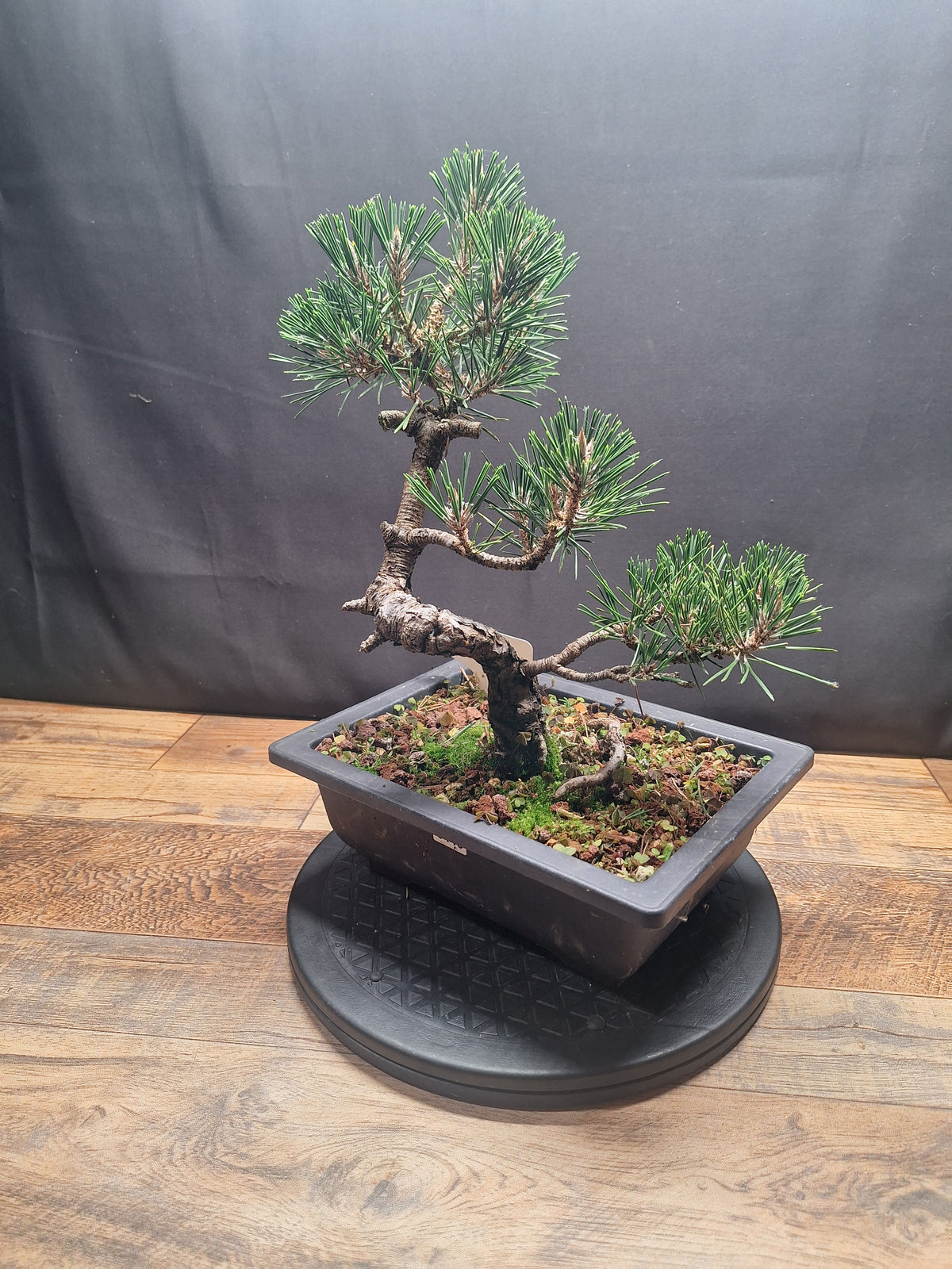 Japanese black pine Bonsai -Pinus Thumbergii Kobotuki #440