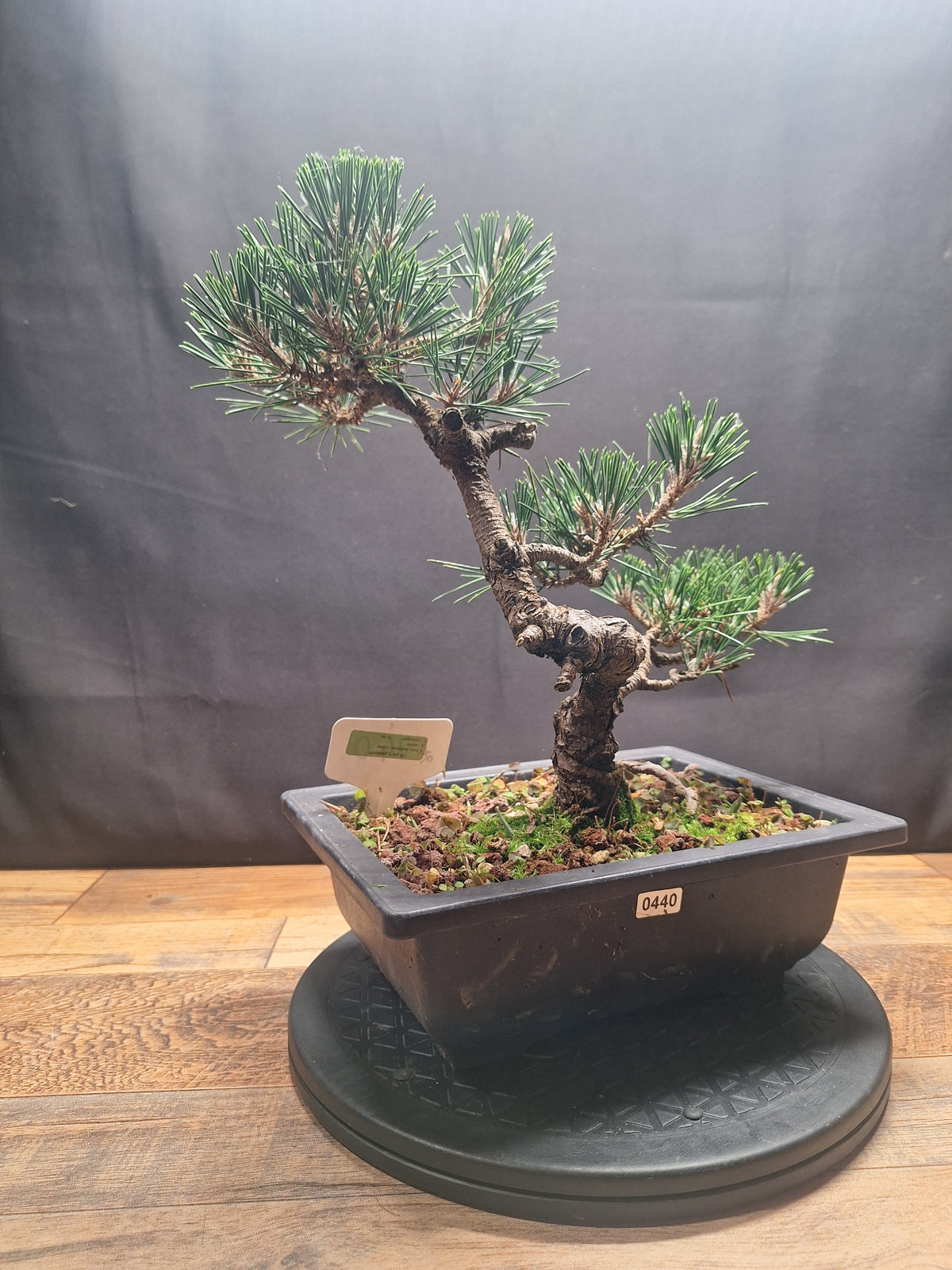 Japanese black pine Bonsai -Pinus Thumbergii Kobotuki #440