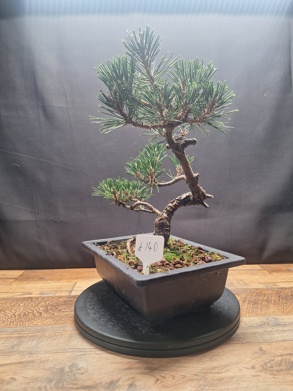 Japanese black pine Bonsai -Pinus Thumbergii Kobotuki #440