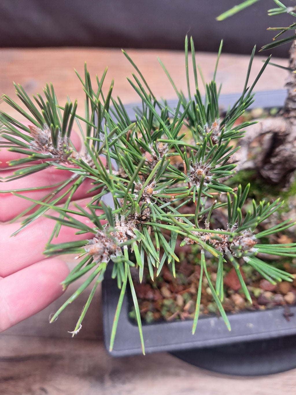 Japanese black pine Bonsai -Pinus Thumbergii Kobotuki #440