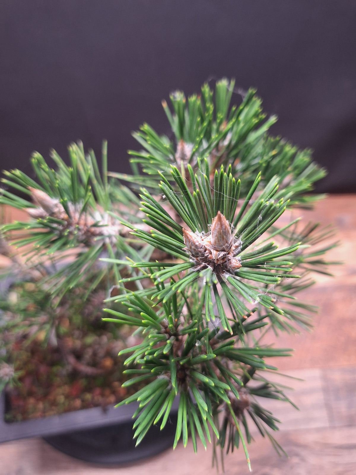 Japanese black pine Bonsai -Pinus Thumbergii Kobotuki #440