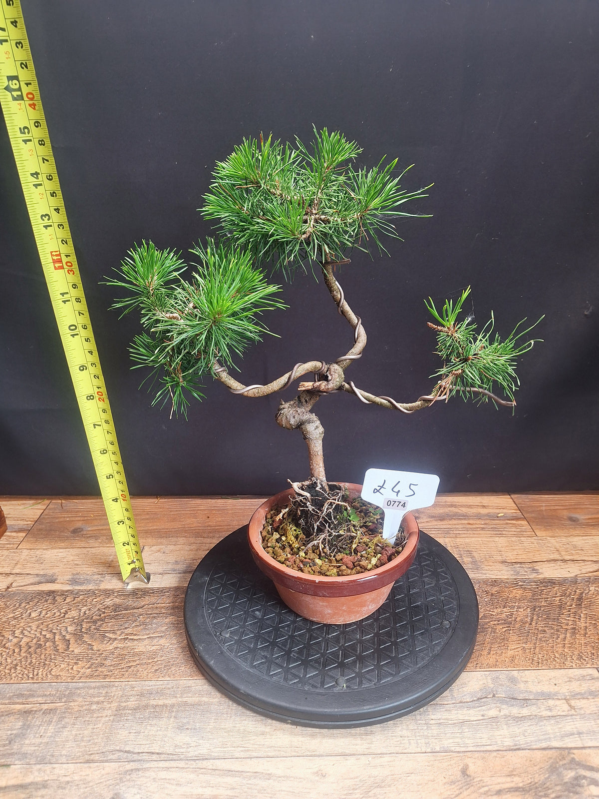 Scotts pine bonsai trees in 12 cm pot , choose your favourite