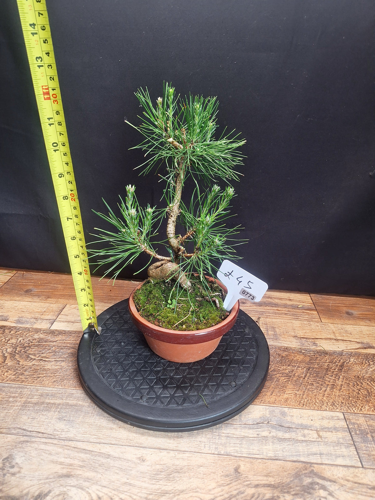 Scotts pine bonsai trees in 12 cm pot , choose your favourite