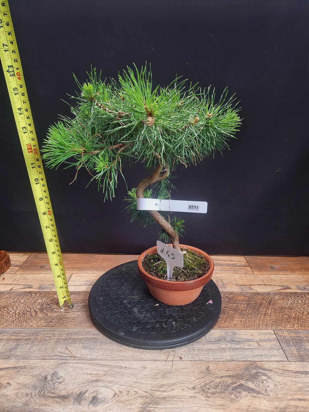 Scotts pine bonsai trees in 12 cm pot , choose your favourite