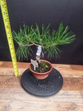 Scotts pine bonsai trees in 12 cm pot , choose your favourite