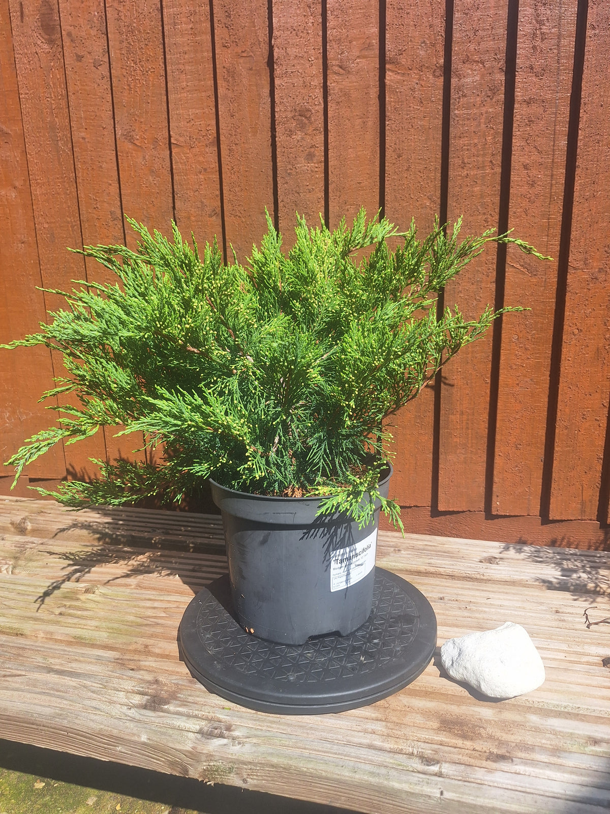 Juniperus Sabina 3L Pot – Juniper Pre-Bonsai Starter Tree Outdoor Evergreen