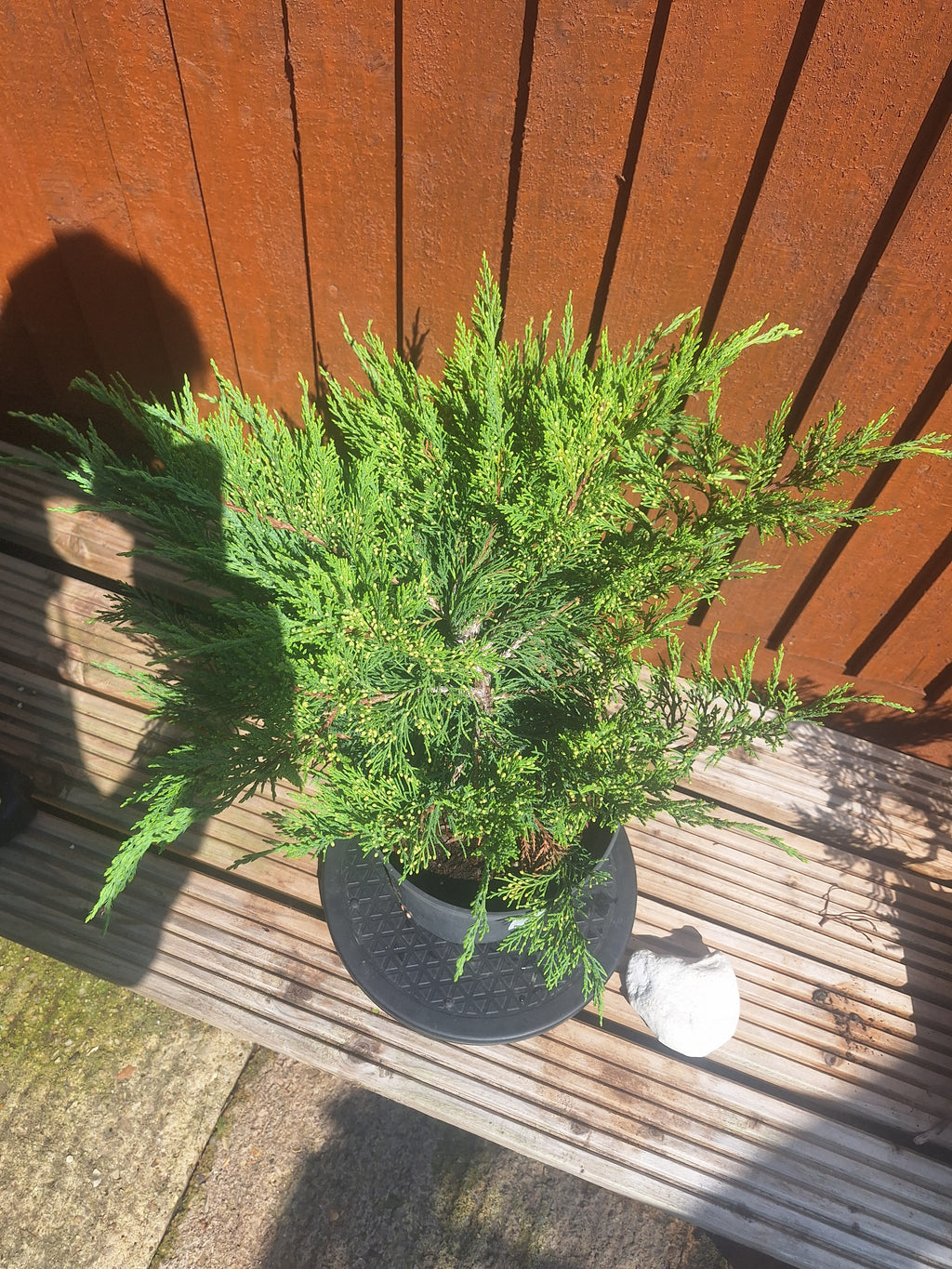 Juniperus Sabina 3L Pot – Juniper Pre-Bonsai Starter Tree Outdoor Evergreen