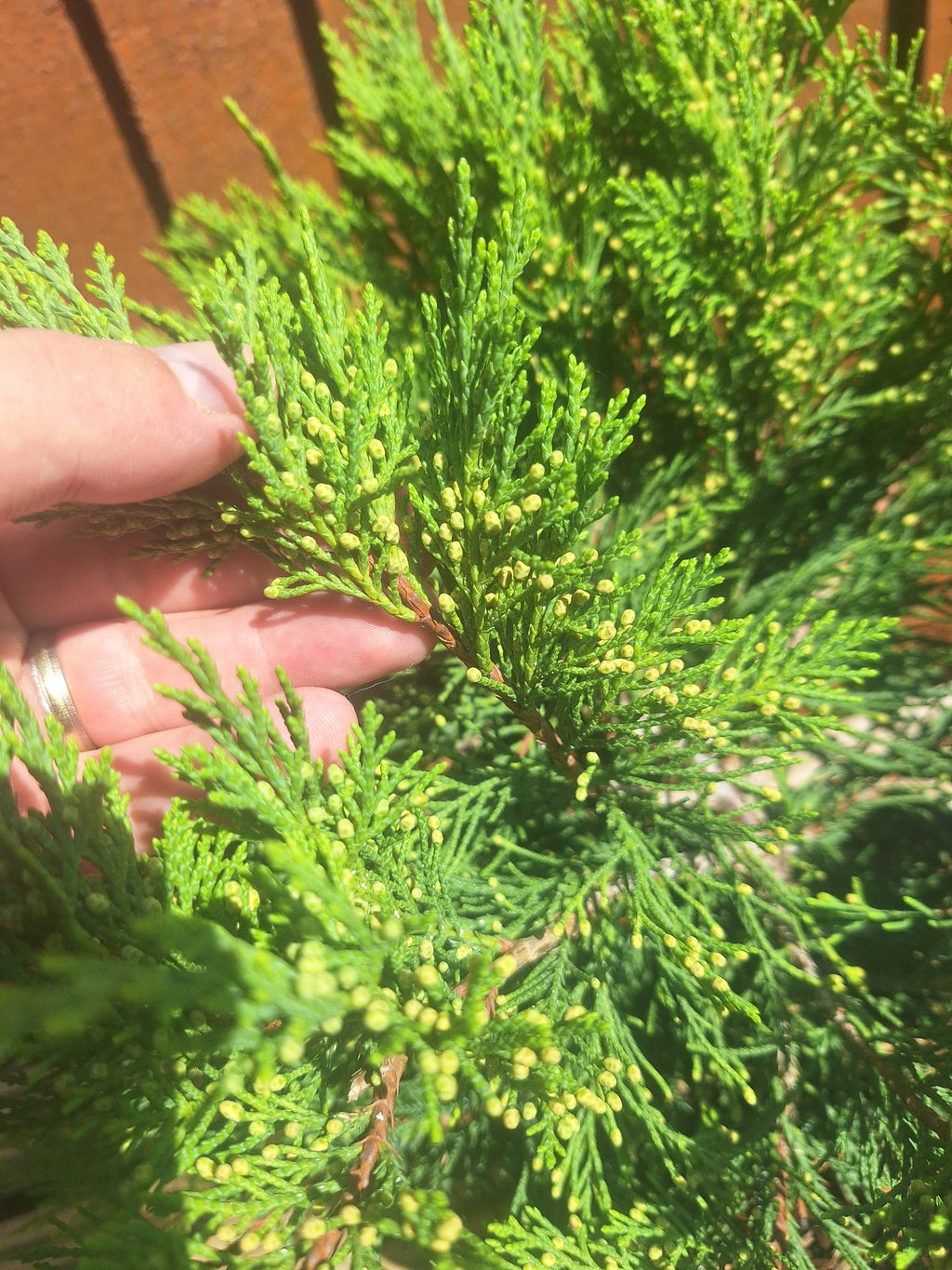 Juniperus Sabina 3L Pot – Juniper Pre-Bonsai Starter Tree Outdoor Evergreen
