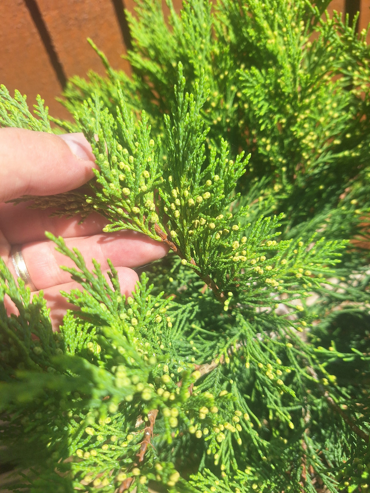 Juniperus Sabina 3L Pot – Juniper Pre-Bonsai Starter Tree Outdoor Evergreen