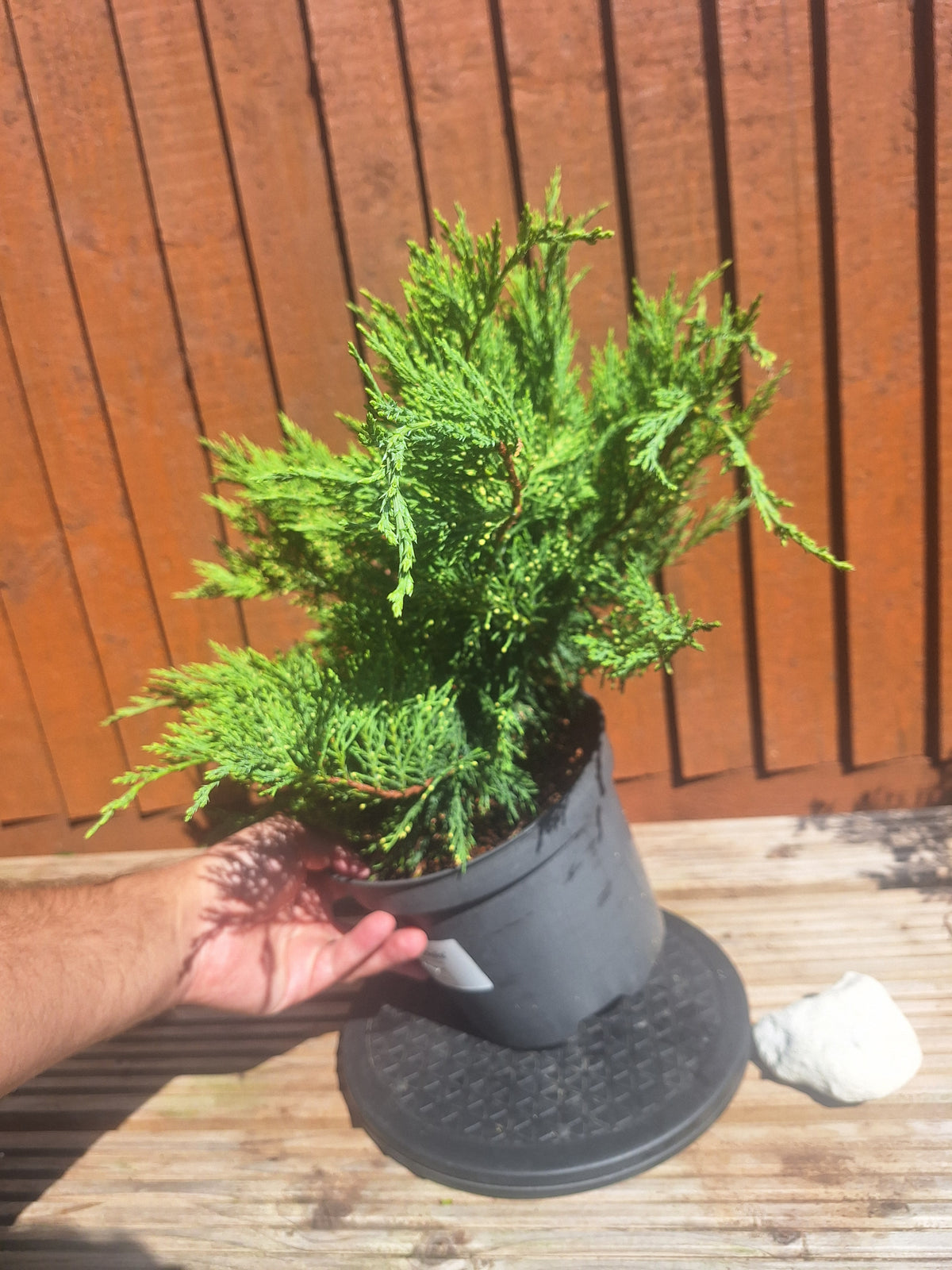 Juniperus Sabina 3L Pot – Juniper Pre-Bonsai Starter Tree Outdoor Evergreen