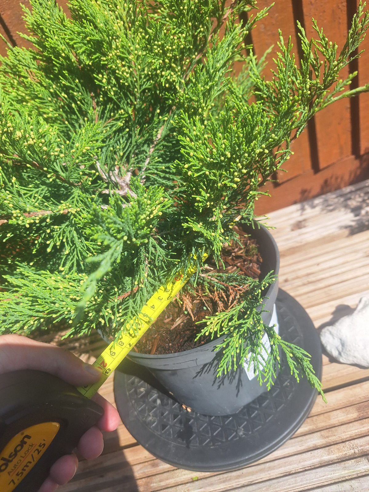 Juniperus Sabina 3L Pot – Juniper Pre-Bonsai Starter Tree Outdoor Evergreen