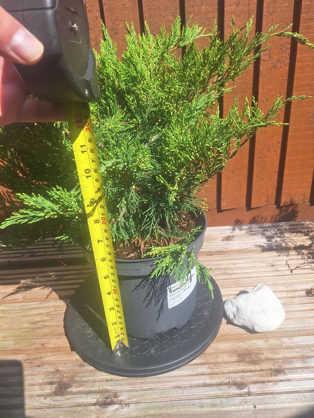 Juniperus Sabina 3L Pot – Juniper Pre-Bonsai Starter Tree Outdoor Evergreen
